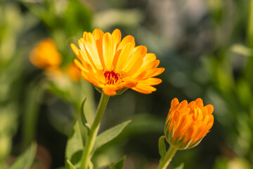 Marigold Flower And Bud