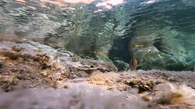Striped fish Serranus scriba underwater