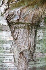 Beautiful tree bark close up with texture 