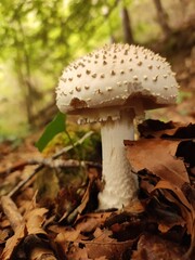 Champignon blanc dans la forêt doré 