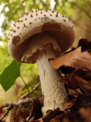 mushrooms in the gold forest
