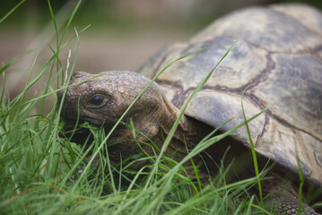 huge turtle on the grass, close up