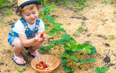 A child eats strawberries in the garden. Selective focus.