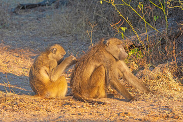 A Chacma Baboon Grooming a Troop Member