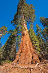 Massive Base to a Massive Sequoia