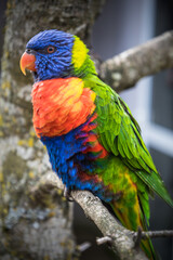 Le Loriquet arc-en-ciel (Trichoglossus moluccanus) est une espèce d'oiseaux originaire de l'est de l'Australie au plumage très coloré