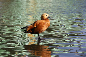 Shelduck (Tadorna ferruginea) standing on water surface. Male red duck on a lake coast - obrazy, fototapety, plakaty