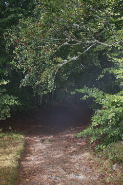 chemin d,accès à une forêt