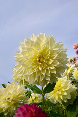 dahlia Kelvin Floodlight with blue sky as background