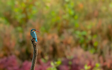 kingfisher on the branch with beautiful background