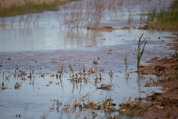 Curious Greater Yellowlegs