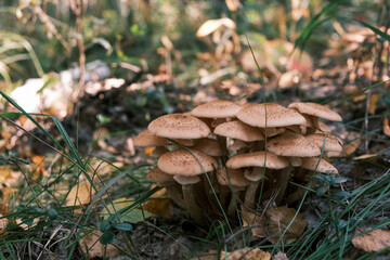 honey mushrooms growing in the forest under the rays of the sun
