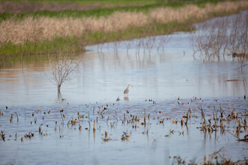 Curious Greater Yellowlegs