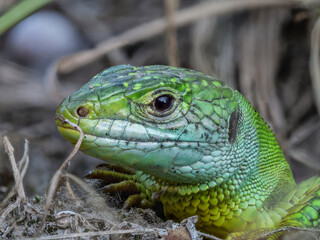 Smaragdeidechse (Lacerta bilineata) am Eingang ihres Baus, Smaragdeidechsenpfad, Kaiserstuhl