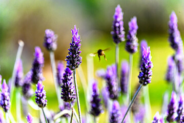 Bee pollinating on lavender flower with blurred background. selective focus	