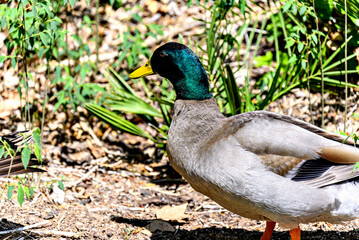 Colorful duck out of water. Selective focus.