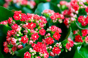 Small bouquets of red Kalanchoe flowers close-up