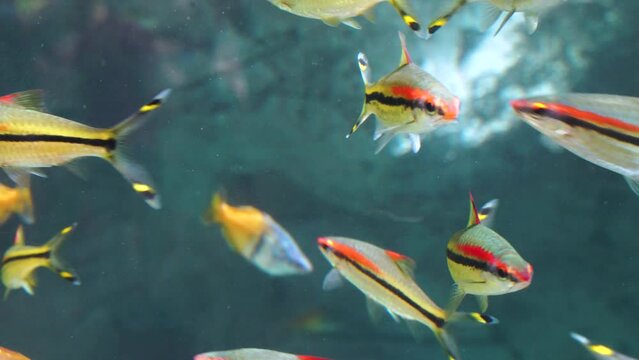 Tropical Goldfish, Underwater Images in Bright 4K