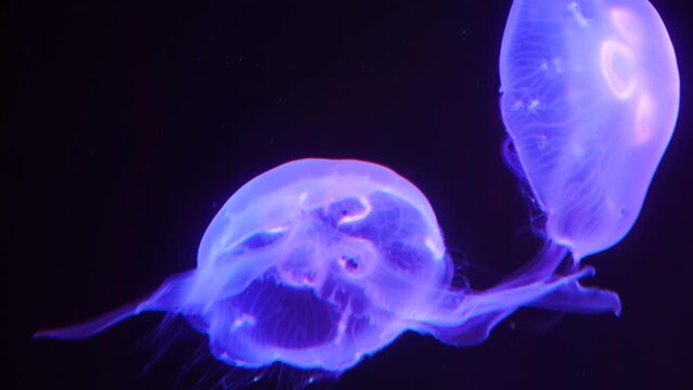 Hipn&oacute;ticas Criaturas Marinas, Medusas en 4K