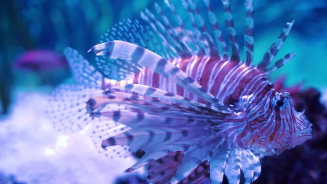 Lionfish swimming in tropical reef, exotic venomous fish with dramatic fins underwater 4K
