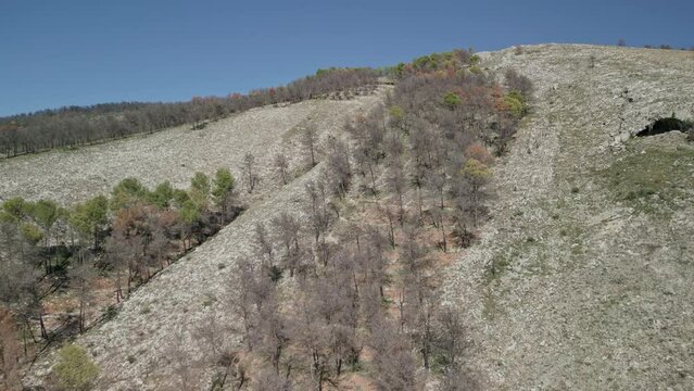 Drone view of devastated forest after wildfire in Mediterranean pine tree forest, Tollos village, Costa Blanca, Spain - stock video