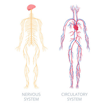 Nervous and circulatory systems. Human body anatomy, nervous and cardiovascular systems. Anatomical educational scheme flat vector infographic illustration