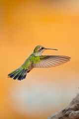 Colibrí pico ancho hummingbird © Roberto