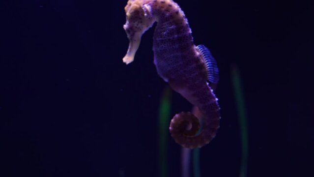 Seahorse swimming quietly in his natural habitat, caught in 4k