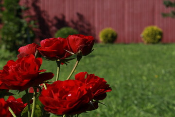 roses in the garden