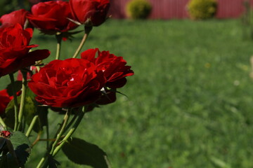 roses in the garden