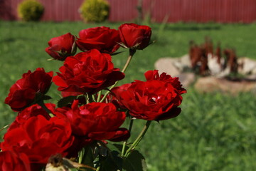 red roses in the garden