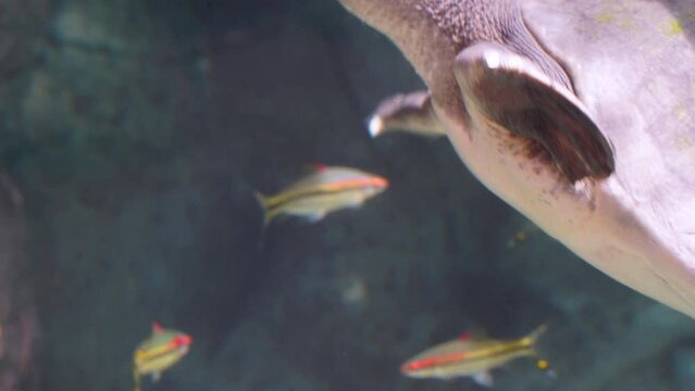 Beautiful turtle pig nose in his natural habitat swimming happy and coming out to take air, recorded in 4k