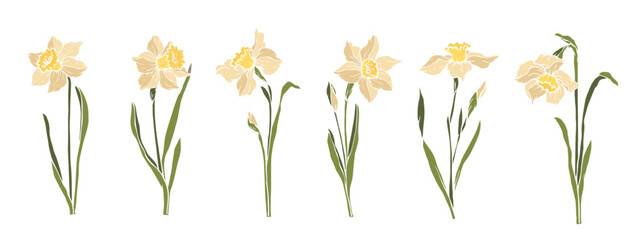 Fototapeta na wymiar Set of spring narciss flowers.Vector graphics.
