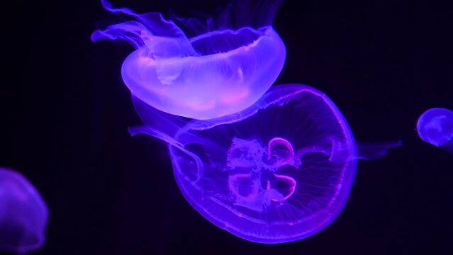 Life under the sea, Jellyfish in stunning 4K definition