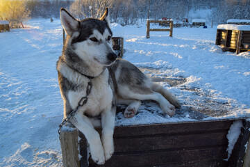 Husky dog at Kirkenes, Norway © Emily