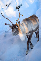 Reindeer trekking through the snow in Norway