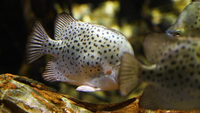 Tropical Fish on the Move, 4K Underwater Video
