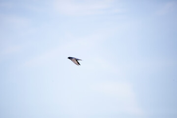 Purple Martin in Flight