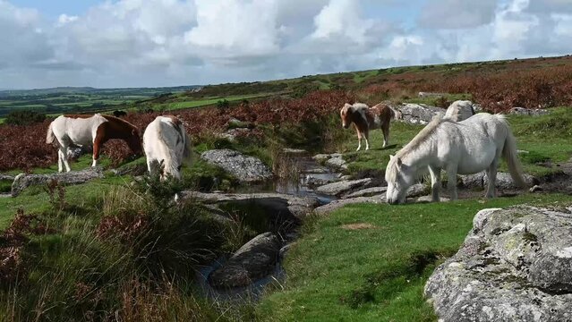 Dartmoor ponies grazing on a sunny windy day