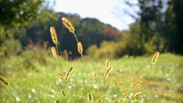 Foxtail weed at the evening sun