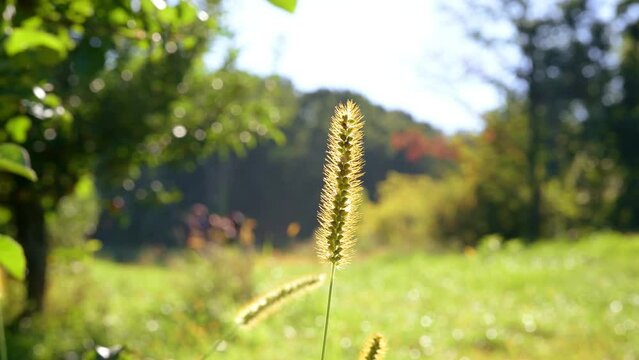 Foxtail weed at the evening sun2
