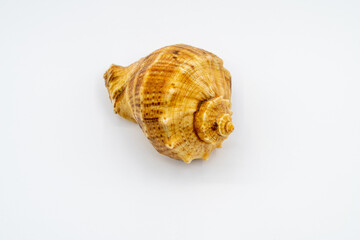 seashell on a black background