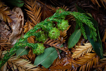 Forest floor