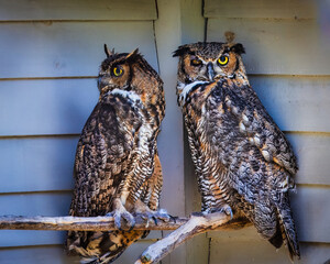 Great horned owls perched on a branch