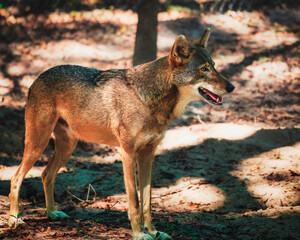 Red wolf in the wild