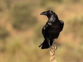 Common Raven (Corvus corax). 