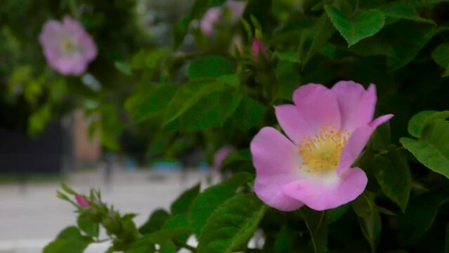 Rosehip flower on a close-up bush. Small town street. Cars and pedestrians
