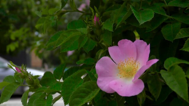 Rosehip flower on a close-up bush. Small town street. Cars and pedestrians
