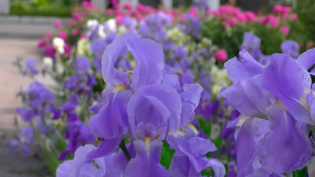 Iris flowers close up on the flower bed against the background of other bright flowers. City landscape. Cars and pedestrians 