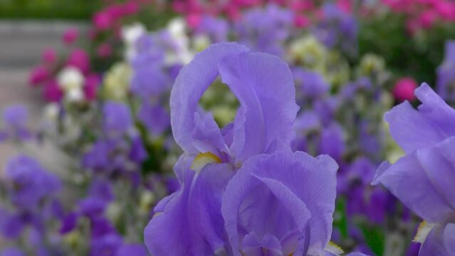 Iris flowers close up on the flower bed against the background of other bright flowers. City landscape. Cars and pedestrians 
